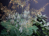 Macleaya cordata