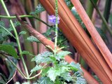 Cayenne vervain