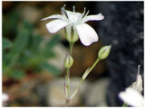 Creaping Gypsophila