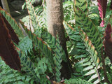 Calathea lancifolia