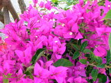 Bougainvillea