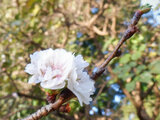 Kobuku zakura