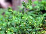 Ranunculus silerifolius