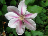 Clematis