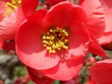 Flowering quince