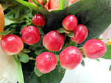 The red berries are a popular | Hypericum androsaemum