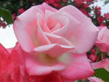 Rose 'Sakuragasumi' 