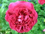 Rose 'The Dark Lady'