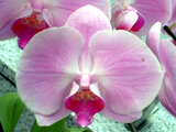 Moth orchid