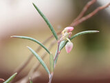 Andromeda polifolia