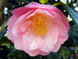 Camellia japonica Shunshoko