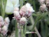Gnaphalium japonicum