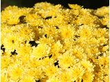 Dome giku (florists’ daisy )