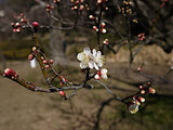 Prunus mume  'Hakutaka'