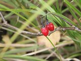 Solanum lyratu