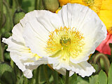 Iceland Poppy