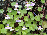 Cymbalaria muralis