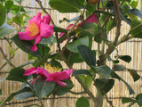 Camellia sasanqua 'Shichihouden'