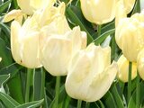 Tulip Super Perlot