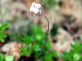 Aleutian avens