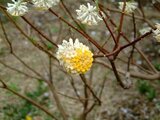 Oriental paperbush