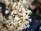 New South Wales Christmas Bush