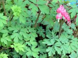 Lamprocapnos spectabilis