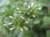 Cerastium glomeratum