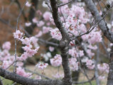 Cerasus 'Karabashi'