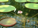 Amazonica