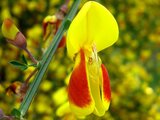 Cytisus andreanus