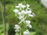 Platanthera hologlottis