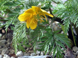 Adonis amurensis