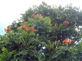 African Tulip Tree