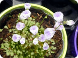 Utricularia livida