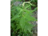 Veronicastrum sibiricum