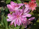 Lewisia Erice