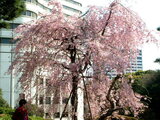 Weeping cherry