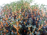 Gold osmanthus