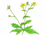 Geum japonicum