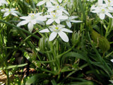 Ornithogalum narbonense