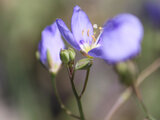 Heliophila longifolia