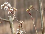 Viburnum phlebotrichum