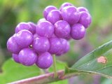 Purple Beautyberry