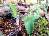 Dog tooth violet