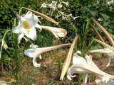 Lilium formosanum 