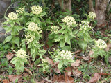 Petasites japonicus