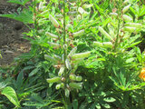 Garden lupin