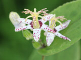 Tricyrtis affinis