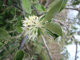 Elaeagnus umbellata